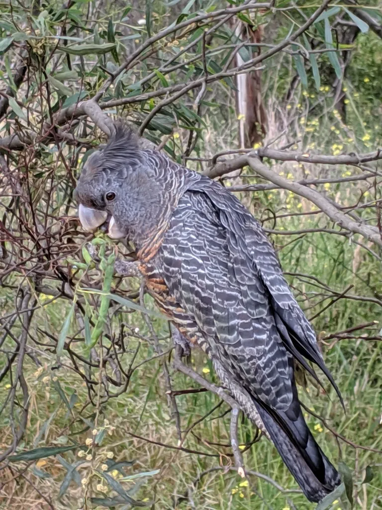 红冠灰凤头鹦鹉(Callocephalon fimbriatum)