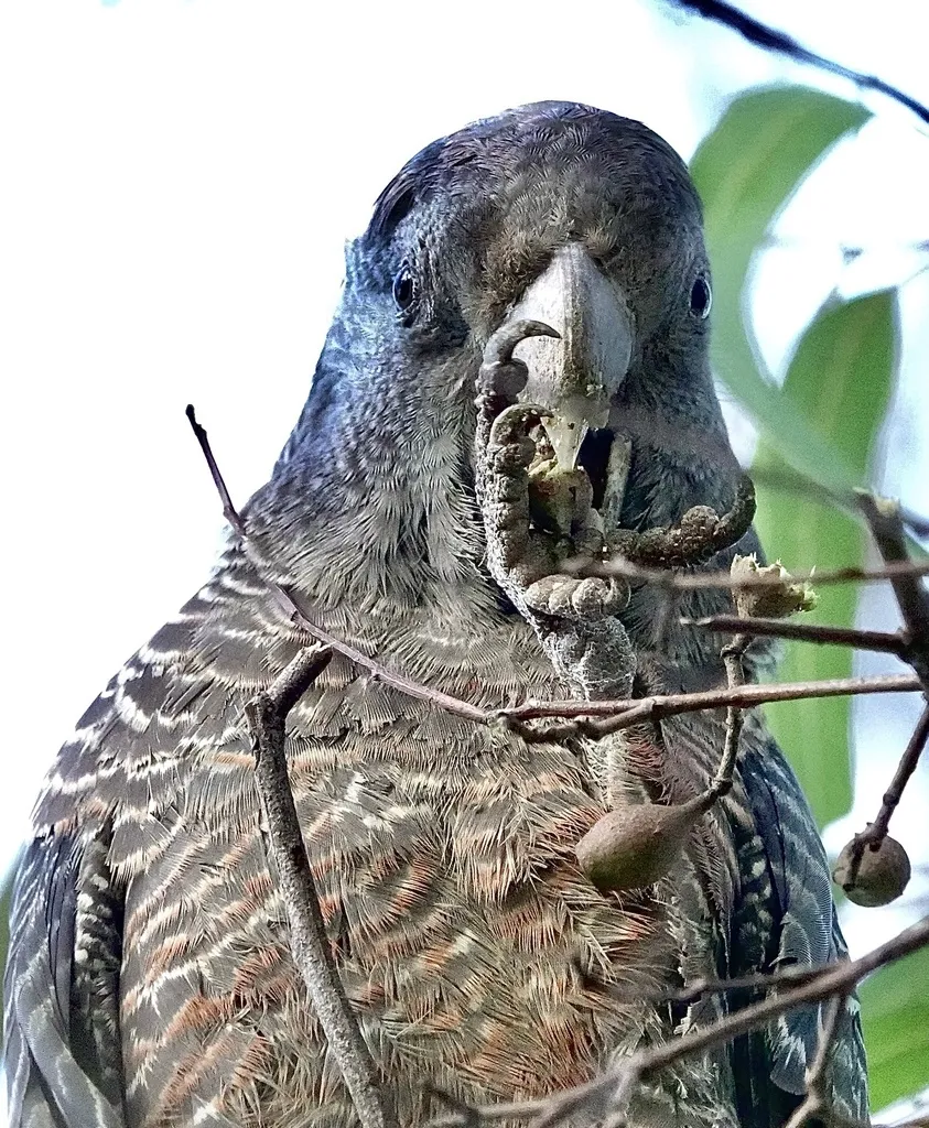 红冠灰凤头鹦鹉(Callocephalon fimbriatum)