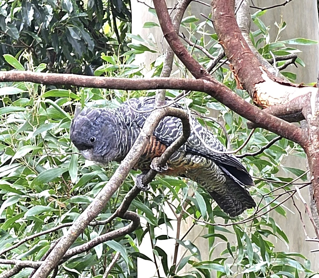 红冠灰凤头鹦鹉(Callocephalon fimbriatum)