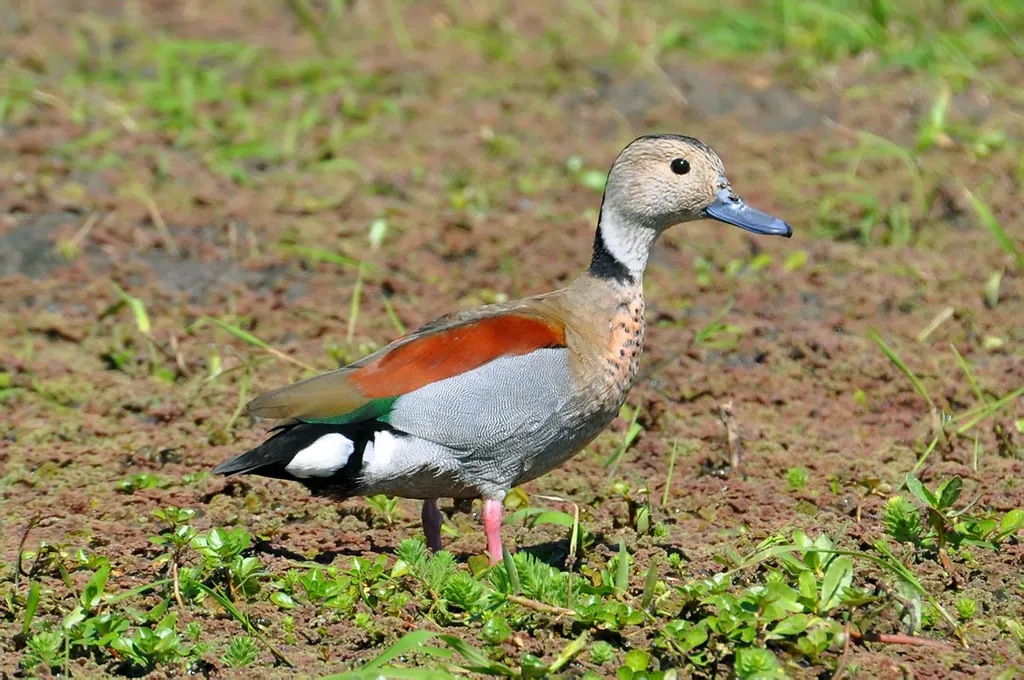 环颈鸭(Callonetta leucophrys)