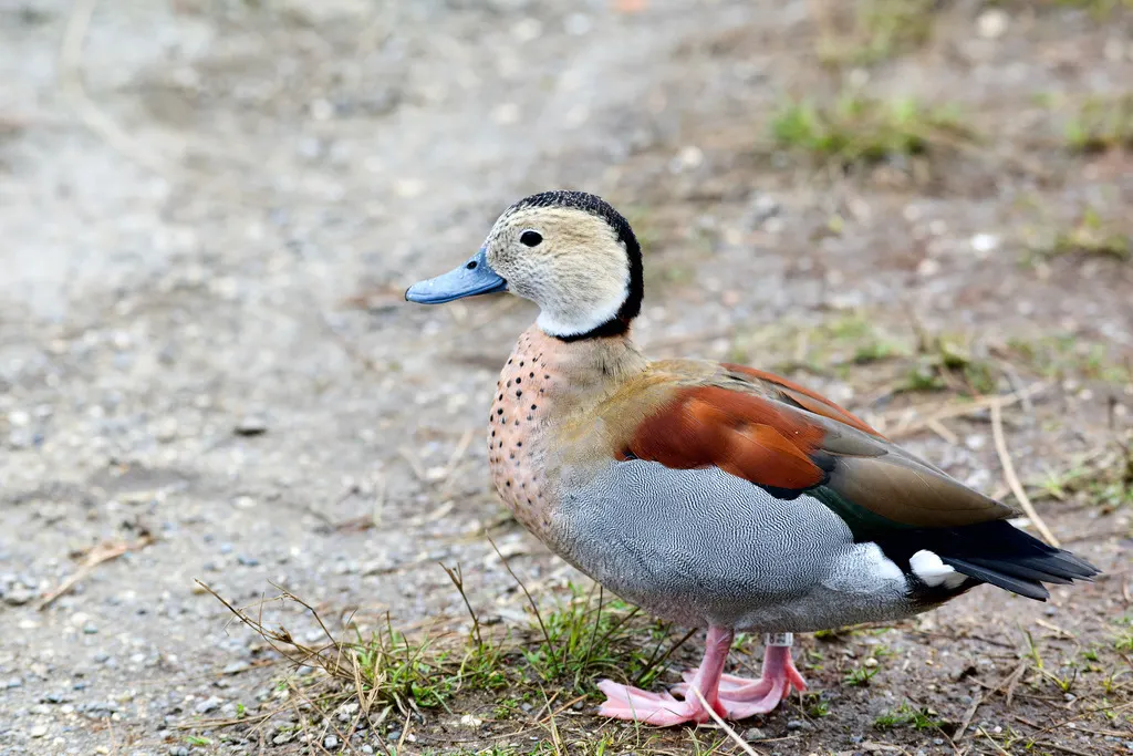 环颈鸭(Callonetta leucophrys)