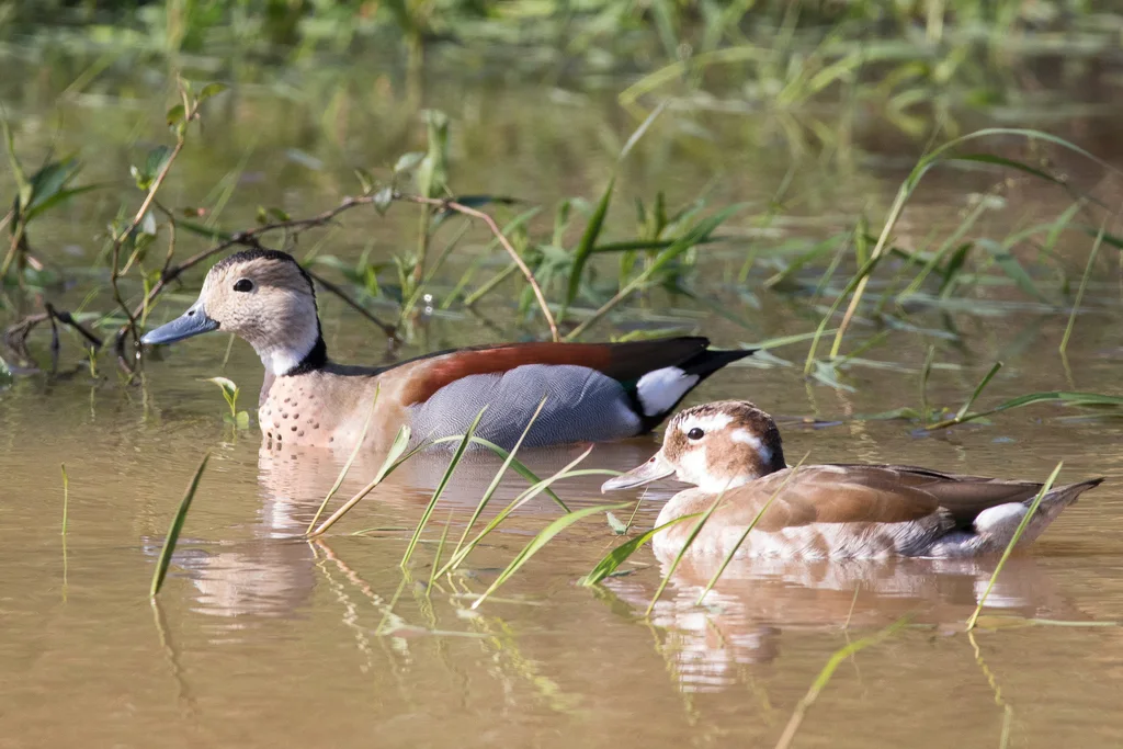 环颈鸭(Callonetta leucophrys)