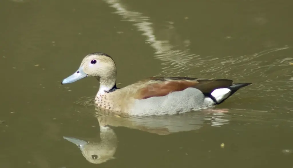 环颈鸭(Callonetta leucophrys)