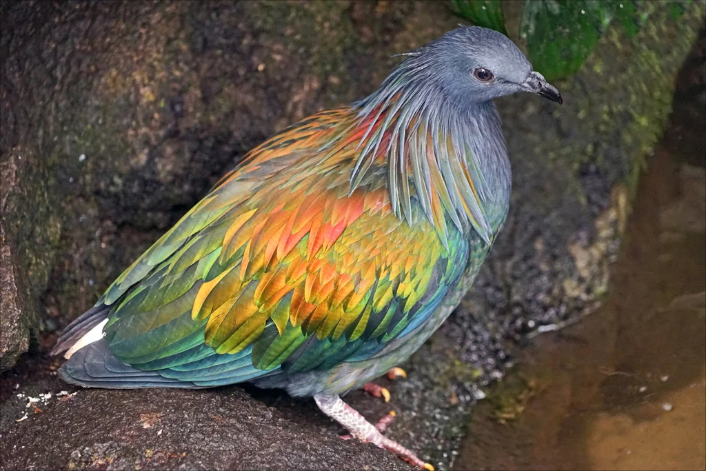 尼柯巴鸠(Caloenas nicobarica)