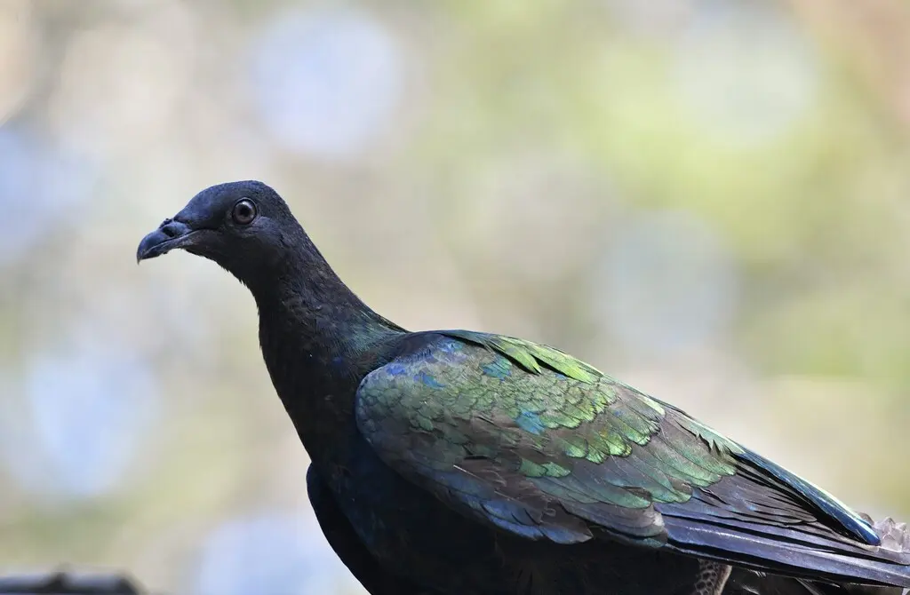 尼柯巴鸠(Caloenas nicobarica)