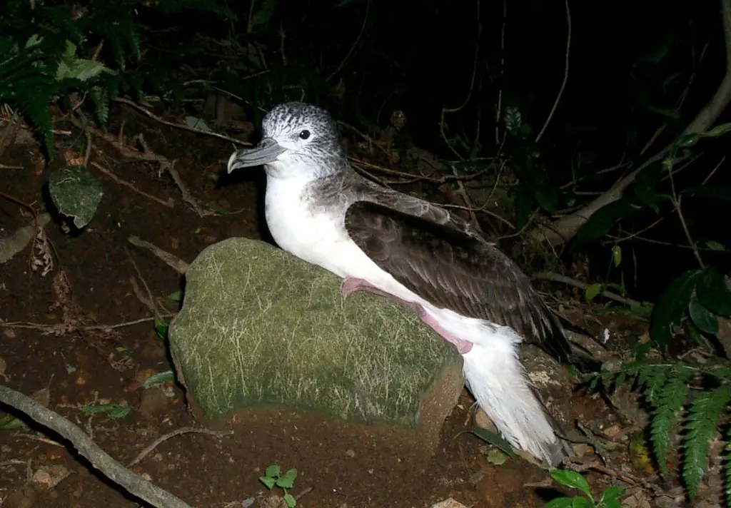 白额鹱(Calonectris leucomelas)