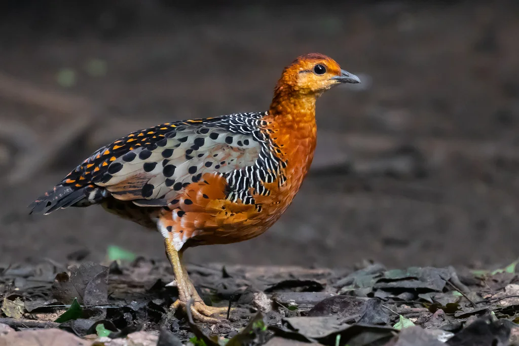 锈红林鹧鸪(Caloperdix oculeus)