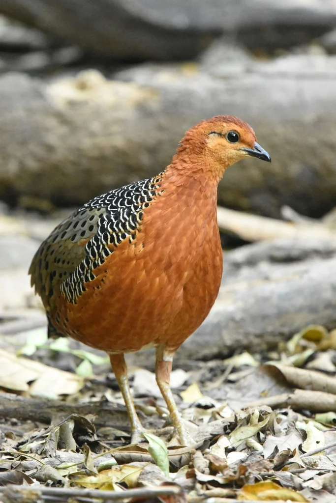 锈红林鹧鸪(Caloperdix oculeus)