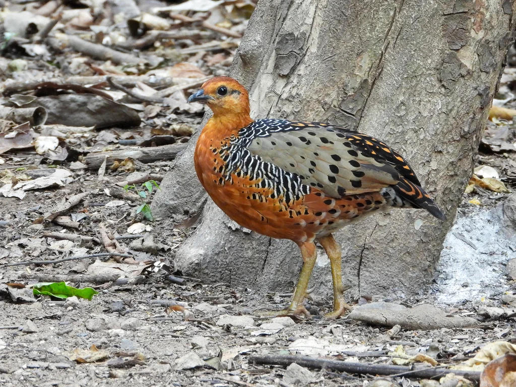 锈红林鹧鸪(Caloperdix oculeus)