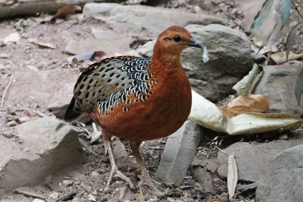 锈红林鹧鸪(Caloperdix oculeus)