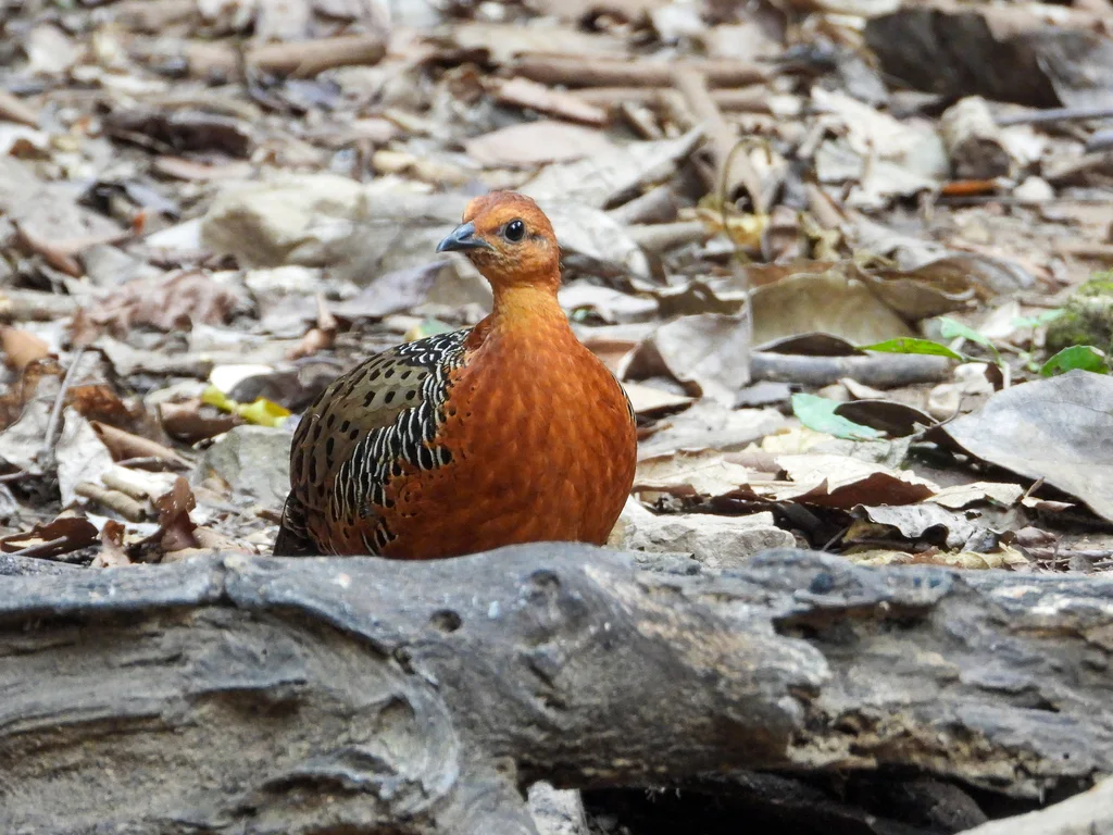 锈红林鹧鸪(Caloperdix oculeus)