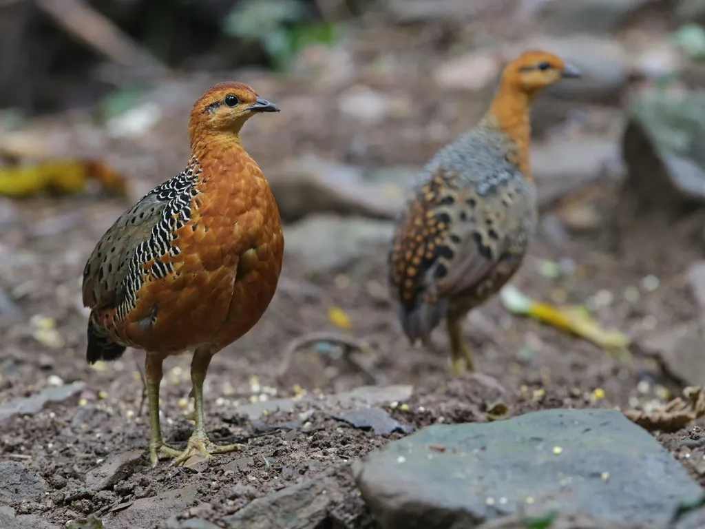 锈红林鹧鸪(Caloperdix oculeus)
