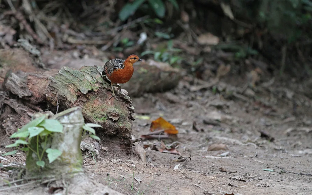 锈红林鹧鸪(Caloperdix oculeus)
