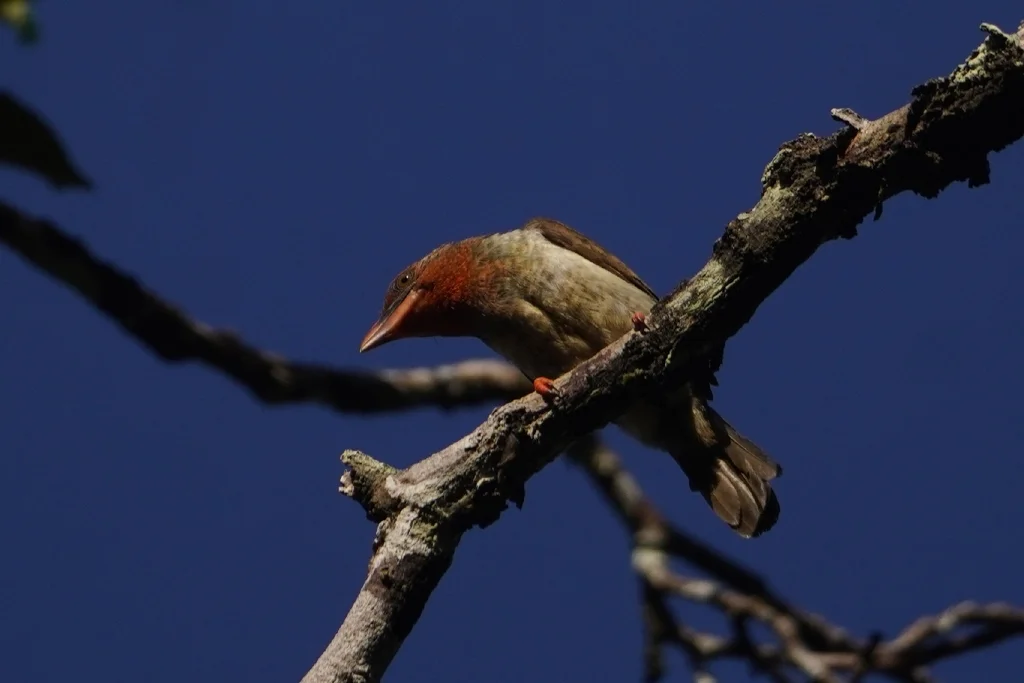褐拟啄木鸟(Caloramphus fuliginosus)