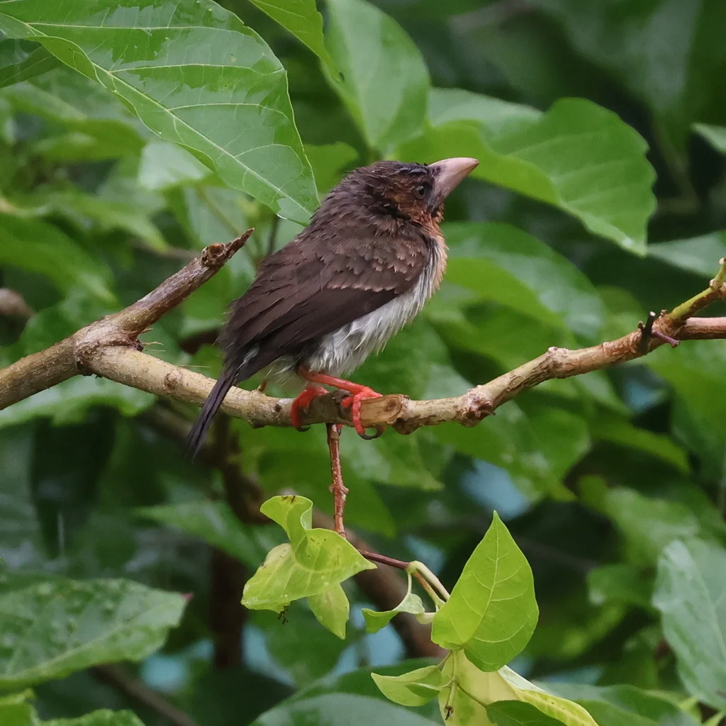 褐拟啄木鸟(Caloramphus fuliginosus)