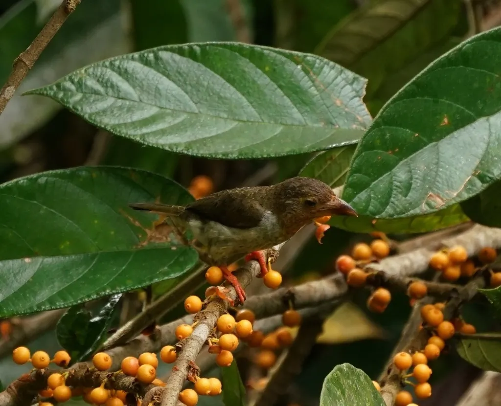 褐拟啄木鸟(Caloramphus fuliginosus)