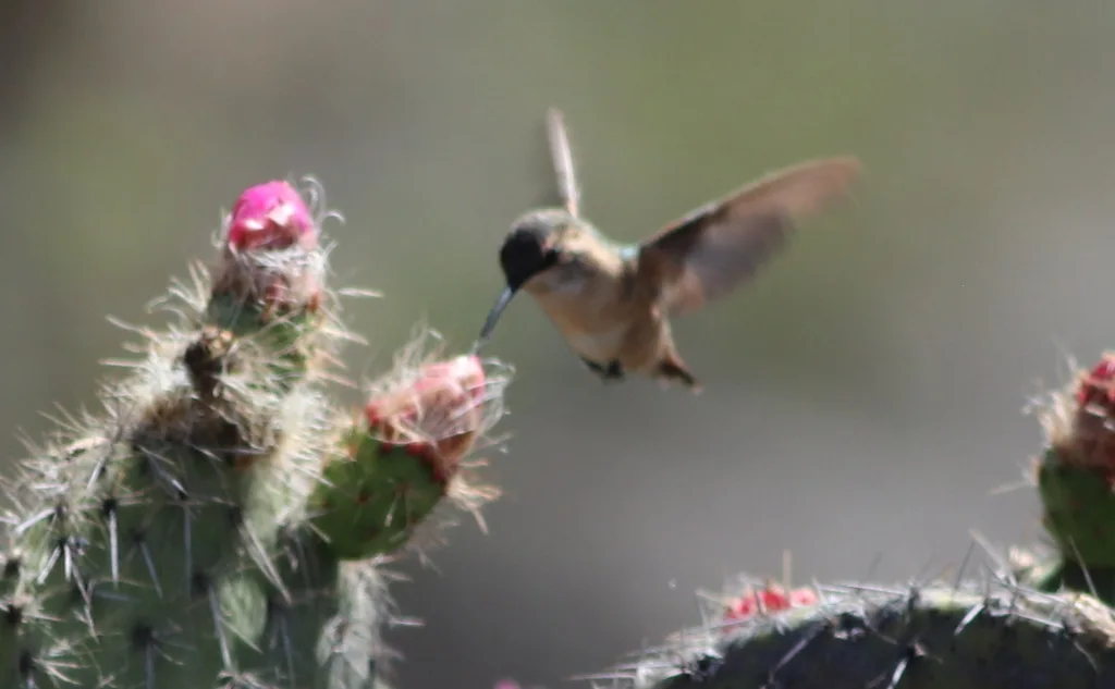 华丽蜂鸟(Calothorax pulcher)
