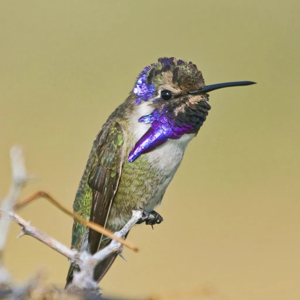 科氏蜂鸟(Calypte costae)