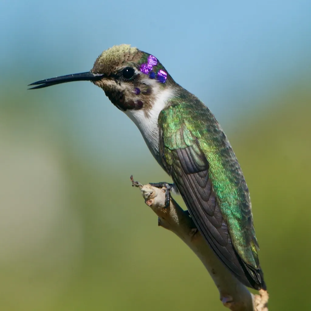 科氏蜂鸟(Calypte costae)