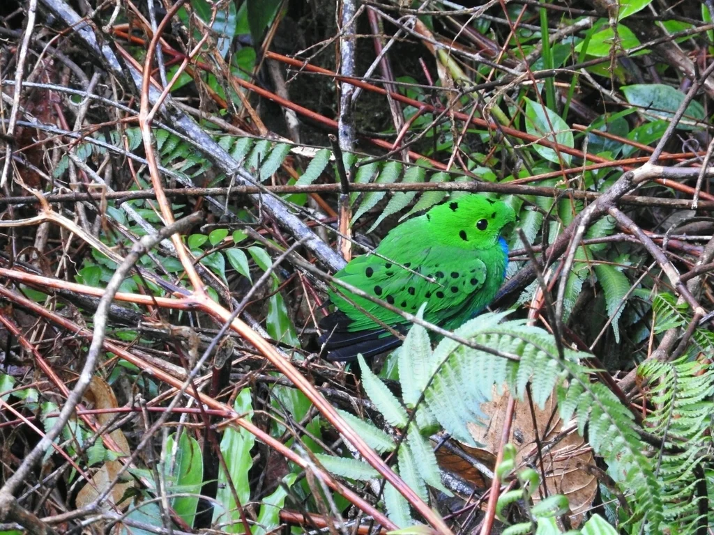 丽绿阔嘴鸟(Calyptomena hosii)