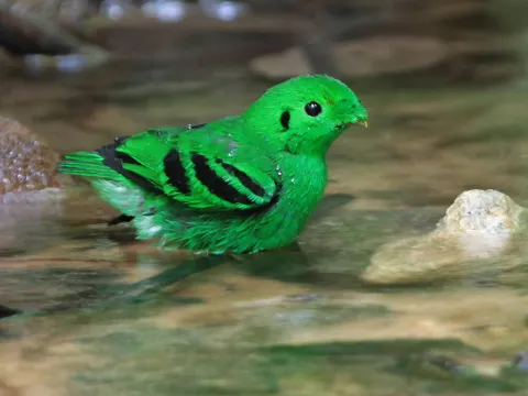 绿阔嘴鸟