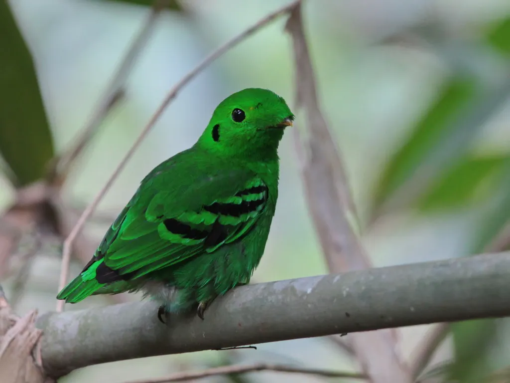 绿阔嘴鸟(Calyptomena viridis)
