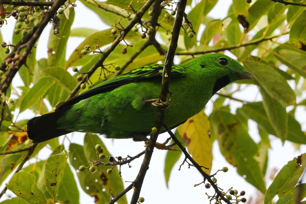 黑喉绿阔嘴鸟(Calyptomena whiteheadi)