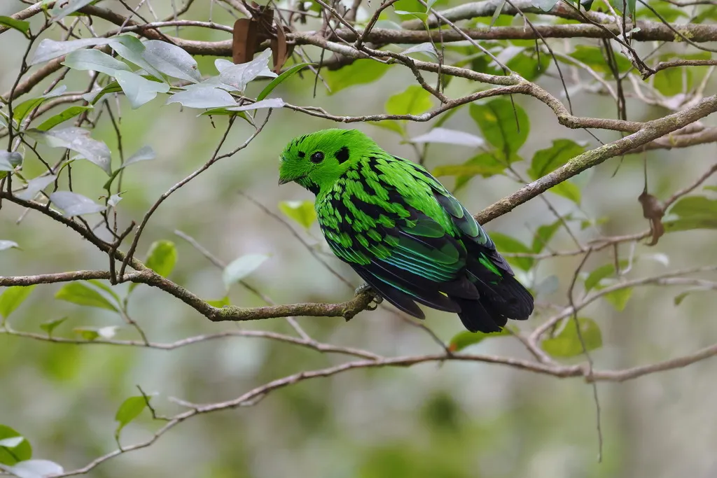 黑喉绿阔嘴鸟(Calyptomena whiteheadi)