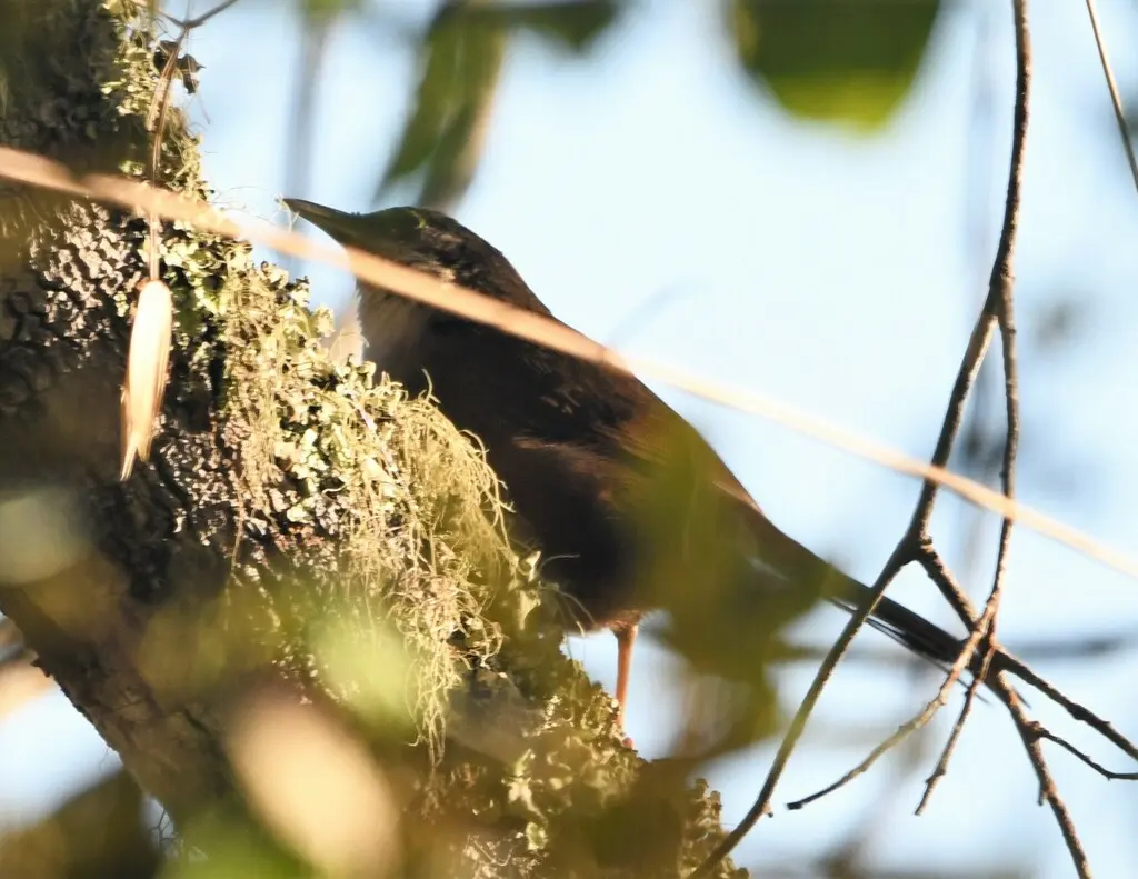 西䳭唐纳雀(Calyptophilus tertius)