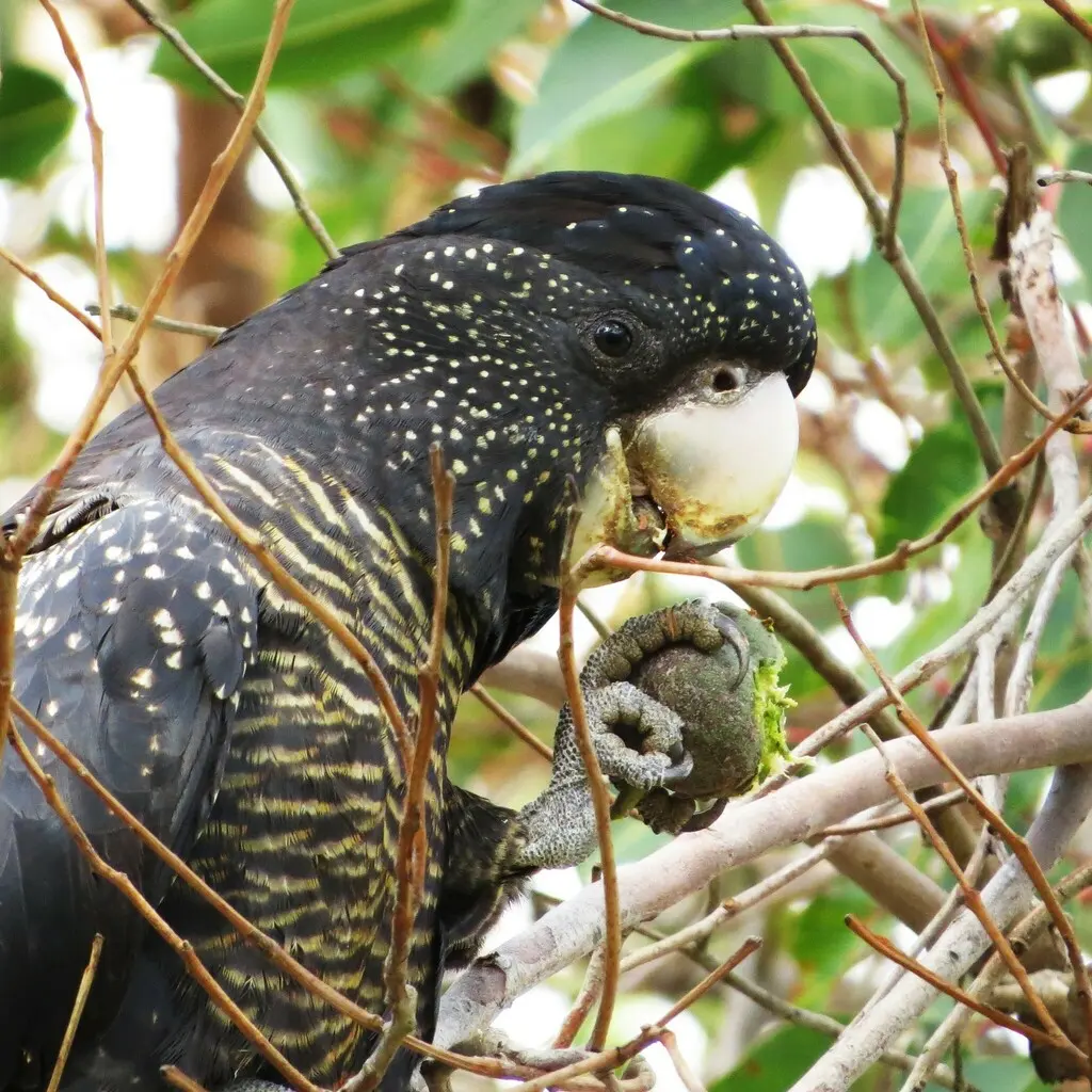 红尾凤头鹦鹉（Calyptorhynchus banksii）