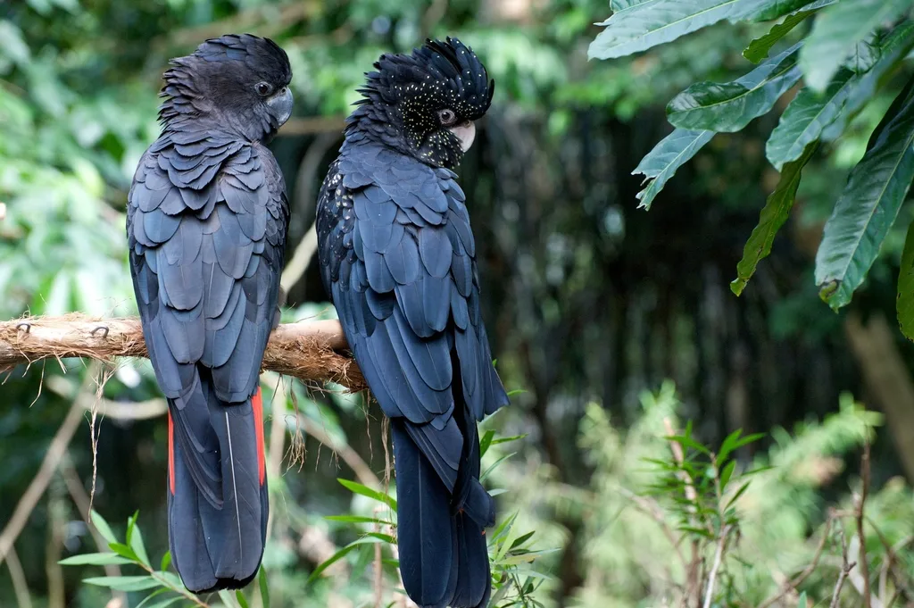 红尾凤头鹦鹉（Calyptorhynchus banksii）