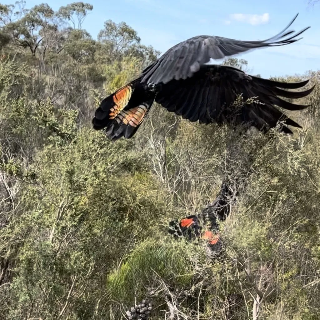 辉凤头鹦鹉(Calyptorhynchus lathami)