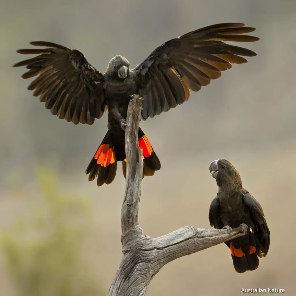 辉凤头鹦鹉(Calyptorhynchus lathami)