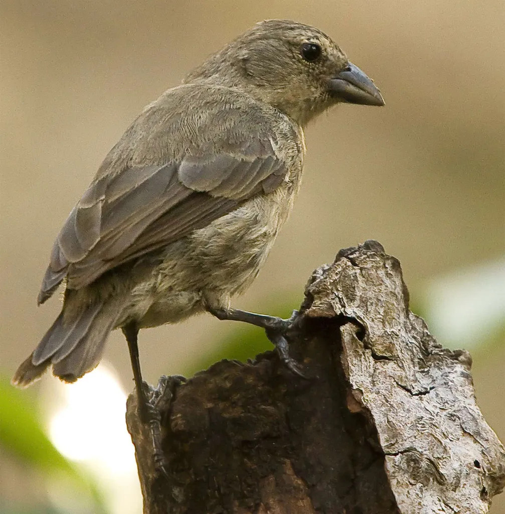 红树林树雀(Camarhynchus heliobates)