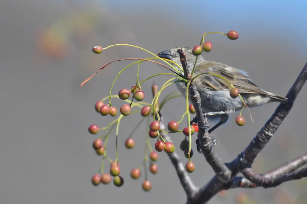 拟䴕树雀（Camarhynchus pallidus）