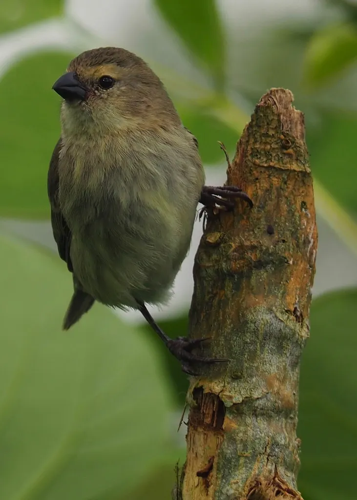 小树雀(Camarhynchus parvulus)
