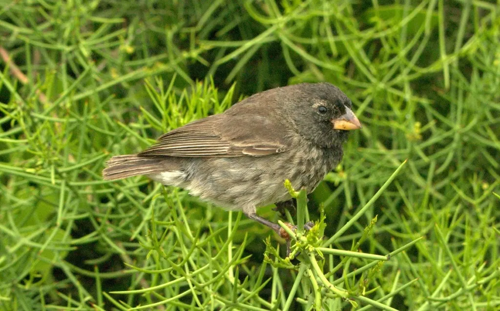 大树雀（Camarhynchus psittacula）