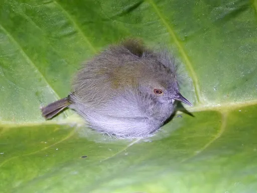 绿拱翅莺(Camaroptera chloronota)