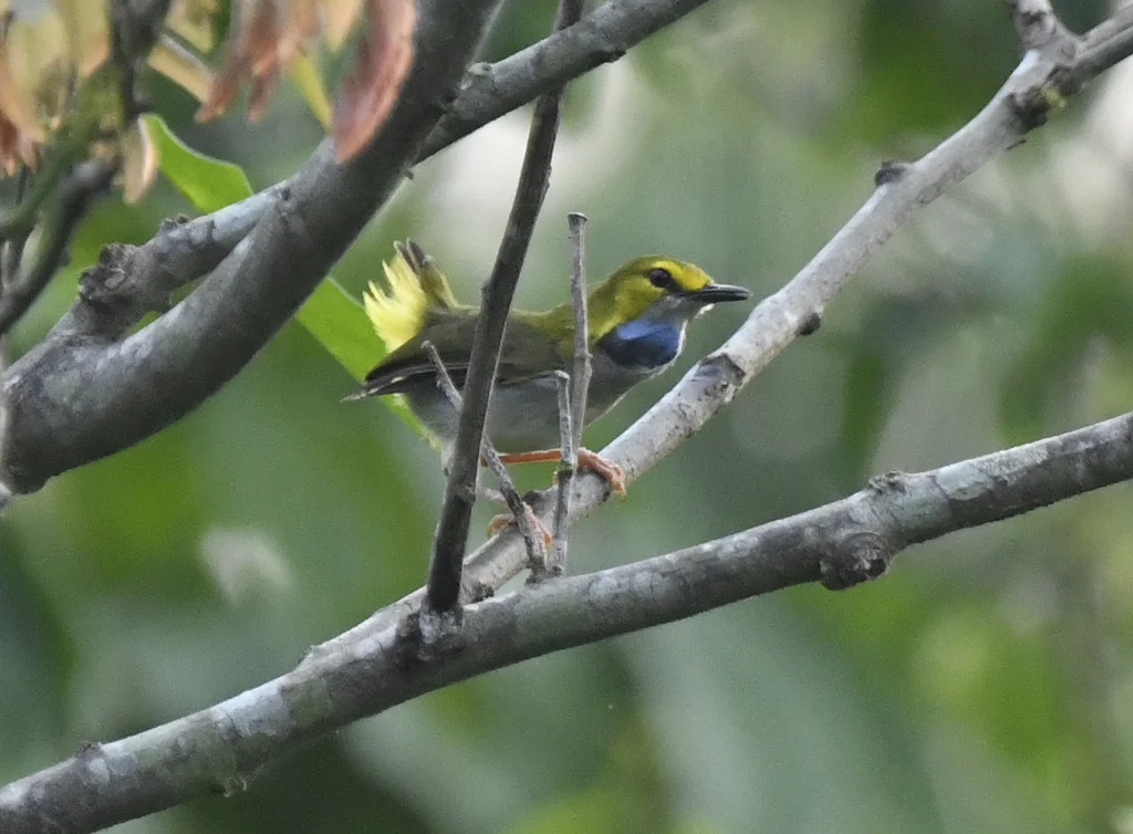 黄眉拱翅莺(Camaroptera superciliaris)