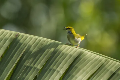黄眉拱翅莺