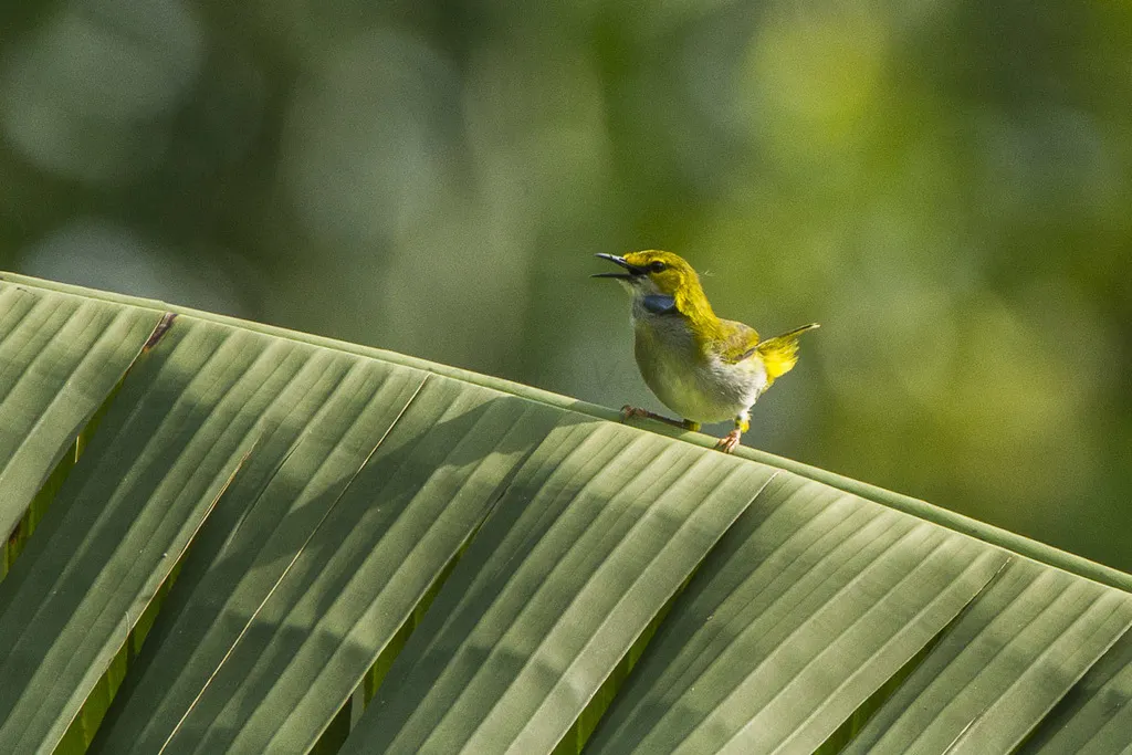 黄眉拱翅莺(Camaroptera superciliaris)
