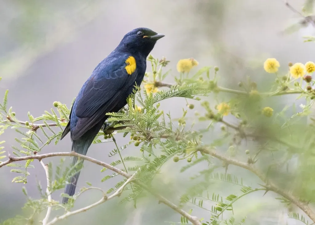 黑鹃鵙(Campephaga flava)