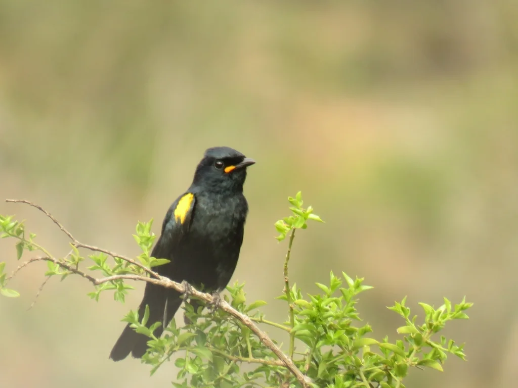 黑鹃鵙(Campephaga flava)