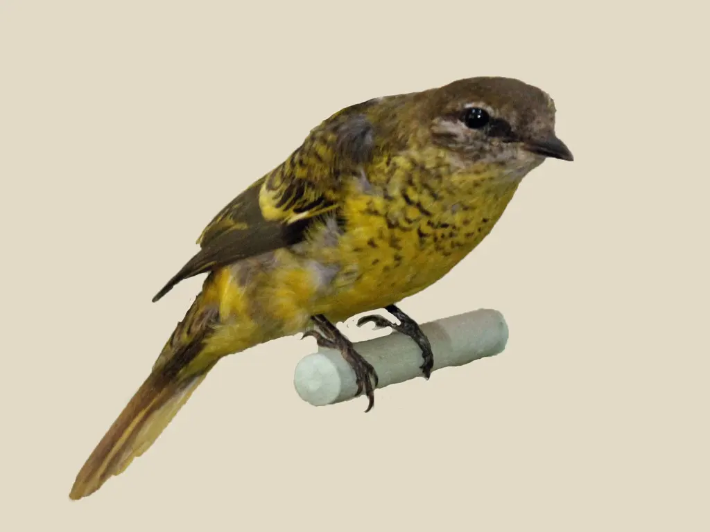 红腹鹃鵙(Campephaga petiti)