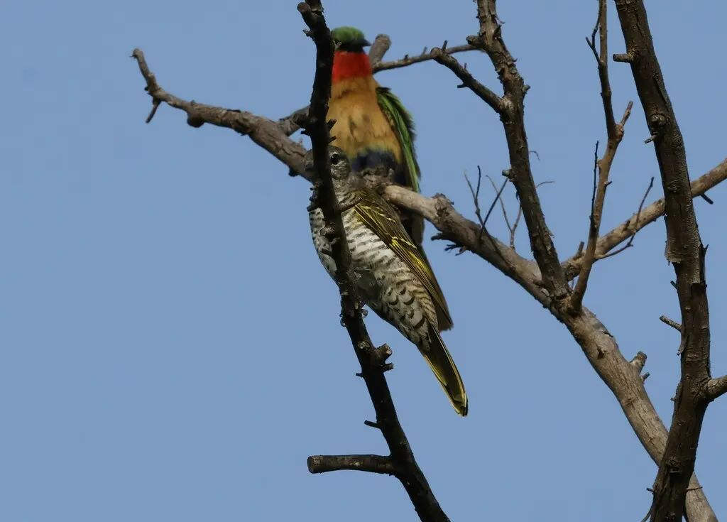 红肩鹃鵙(Campephaga phoenicea)