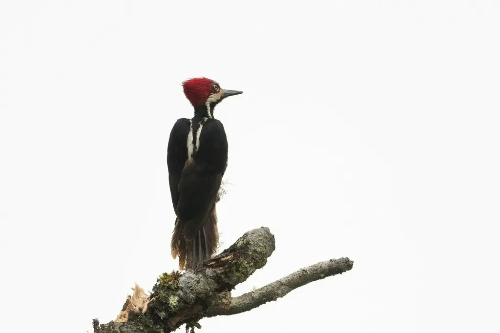 厄瓜多尔啄木鸟（Campephilus gayaquilensis）