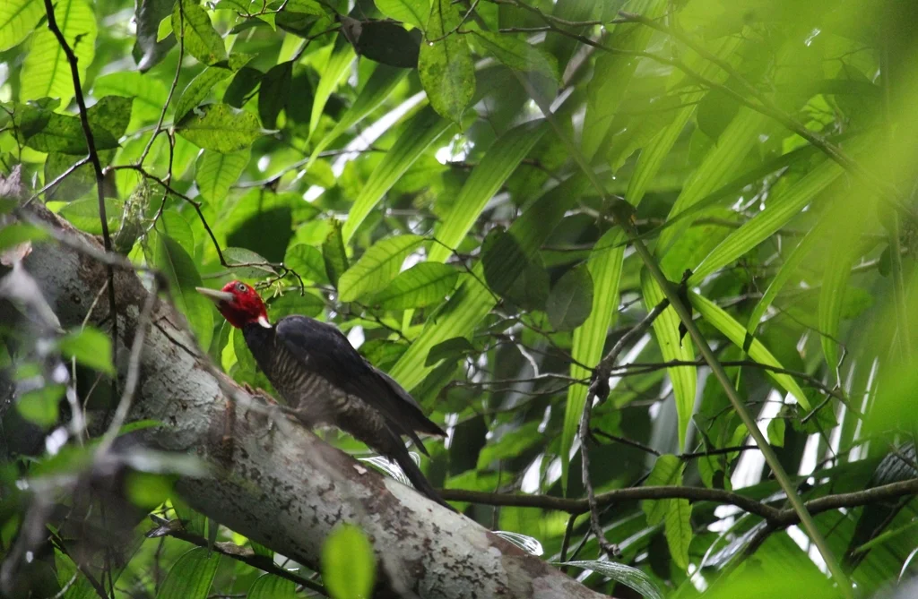 淡嘴啄木鸟(Campephilus guatemalensis)