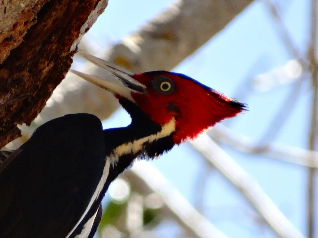 淡嘴啄木鸟(Campephilus guatemalensis)