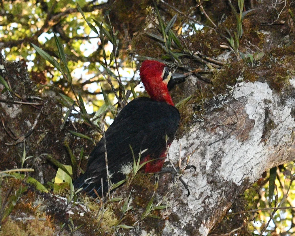 朱腹啄木鸟(Campephilus haematogaster)