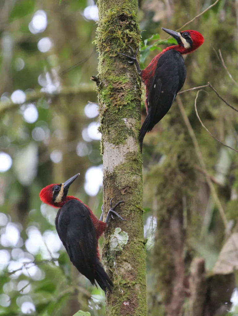 朱腹啄木鸟(Campephilus haematogaster)